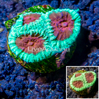 LiveAquaria® Cultured Favia Coral (click for more detail)