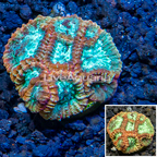 LiveAquaria® Cultured Favia Coral (click for more detail)