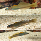 Green Silk Gudgeon Dartfish, Trio (click for more detail)