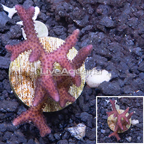 LiveAquaria® Cultured Birdsnest Coral (click for more detail)