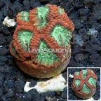 LiveAquaria® Cultured Favia Coral (click for more detail)