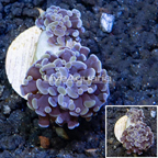LiveAquaria® Cultured Hammer Coral (click for more detail)