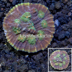 LiveAquaria® Cultured Chalice Coral (click for more detail)