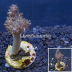 LiveAquaria® Cultured Tree Coral (click for more detail)