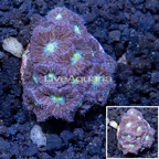LiveAquaria® Cultured Blastomussa Coral (click for more detail)