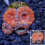 LiveAquaria® Cultured Acan Lord Coral (click for more detail)