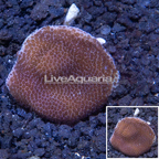 LiveAquaria® Cultured Montipora Coral (click for more detail)