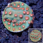 LiveAquaria® Cultured Cyphastrea Frag (click for more detail)