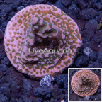 LiveAquaria® Cultured Montipora Coral (click for more detail)