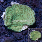 LiveAquaria® Cultured Montipora Coral (click for more detail)
