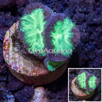 LiveAquaria® Cultured Blastomussa Coral  (click for more detail)
