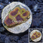 USA Cultured TSA Wolverine Favia Coral (click for more detail)