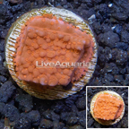 LiveAquaria® Cultured Montipora Coral (click for more detail)