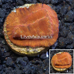LiveAquaria® Cultured Leptoseris Coral (click for more detail)