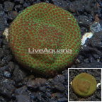 LiveAquaria® Cultured Screamin Demon Porites Coral (click for more detail)