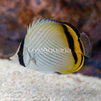 Colony Polyp Rock Zoanthus Vietnam (click for more detail)