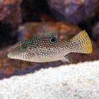 Pearl Toby Puffer (click for more detail)
