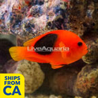 Red Saddle Clownfish (click for more detail)