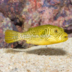 Reticulated Puffer (click for more detail)