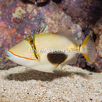 Bursa Triggerfish (click for more detail)