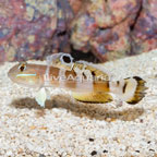 Tiger Watchman Goby [Blemish] (click for more detail)