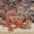 Purple Weedy Scorpionfish (click for more detail)