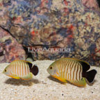 Eibli Angelfish, pair (click for more detail)