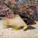 Coral Hogfish  (click for more detail)