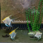 Captive-Bred Gold Angelfish, Trio (click for more detail)