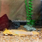 Bristlenose Plecostomus (click for more detail)