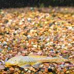 Albino Bristlenose Plecostomus (click for more detail)