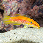 Yellow Candy Hogfish [Blemish] (click for more detail)