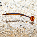 Bluestripe Pipefish (click for more detail)