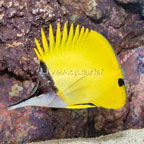 Yellow Longnose Butterflyfish [Blemish] (click for more detail)