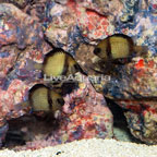 Cloudy Damselfish, Trio (click for more detail)