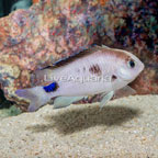 Corazon's Damselfish [Blemish] (click for more detail)