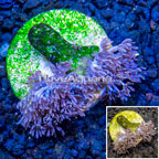 LiveAquaria® Cultured Xenia Coral (click for more detail)