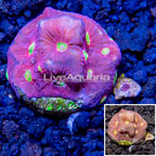 LiveAquaria® Cultured Favites Coral (click for more detail)