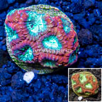 LiveAquaria® Cultured Favia Brain Coral (click for more detail)