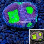 LiveAquaria® Cultured Goniastrea Coral (click for more detail)