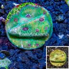 LiveAquaria® Cultured Favia Coral (click for more detail)