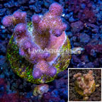 LiveAquaria® Cultured Pocillopora Coral (click for more detail)