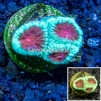LiveAquaria® Cultured Favia Brain Coral (click for more detail)