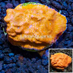 LiveAquaria® Cultured Leptoseris Coral (click for more detail)