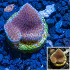 LiveAquaria® Cultured Montipora Coral (click for more detail)