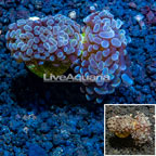 LiveAquaria® Cultured Hammer Coral (click for more detail)