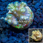 LiveAquaria® Cultured Pocillopora Coral (click for more detail)
