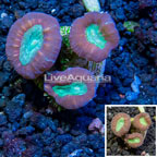 LiveAquaria® Cultured Candy Cane Coral (click for more detail)