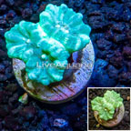 LiveAquaria® Cultured Caulastrea Coral (click for more detail)