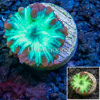 LiveAquaria® Cultured Blastomussa Coral (click for more detail)